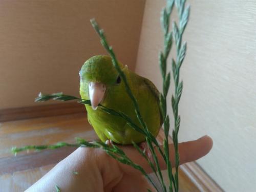 Познакомьтесь, это Матильда - папужка нашей подписчицы! 03