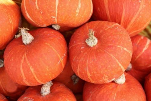 Выращивание и использование декоративной тыквы. 06