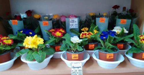 Цветущие комнатные растения никогда не выйдут из моды - ведь ничто так не украшает дом, как цветы в горшках. 09