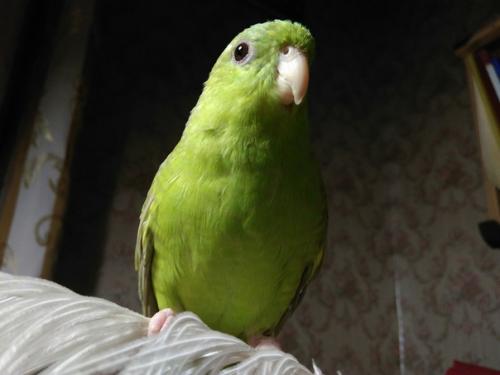 Познакомьтесь, это Матильда - папужка нашей подписчицы! 05