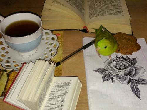 Познакомьтесь, это Матильда - папужка нашей подписчицы! 04