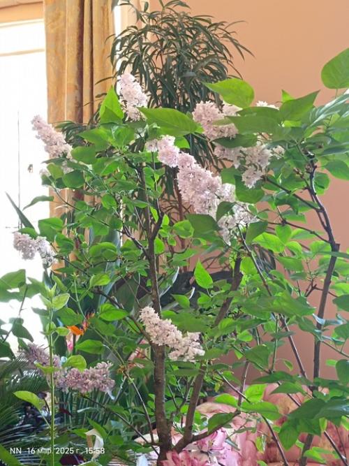 В александровском дворце цветет сирень! 06