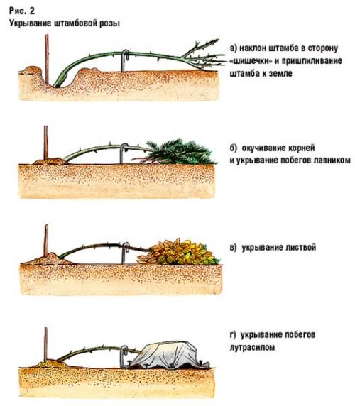 Рубрика 'умелый садовник'? 04