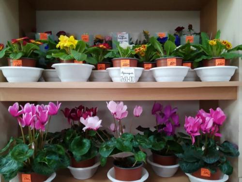 Цветущие комнатные растения никогда не выйдут из моды - ведь ничто так не украшает дом, как цветы в горшках. 07