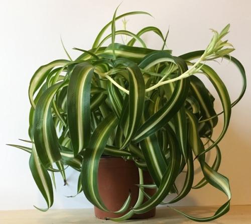 Хлорофитрум. Уход в домашних условиях. 01