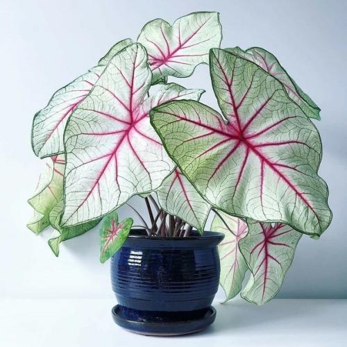 Ангельский каладиум. Эти удивительные ярко окрашенные культуры причисляют к благородным видам. 04