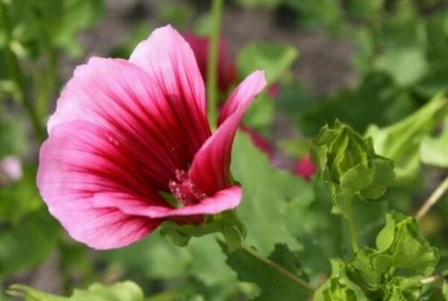 Яркие граммофончики. Из семейства Мальвовых? 08