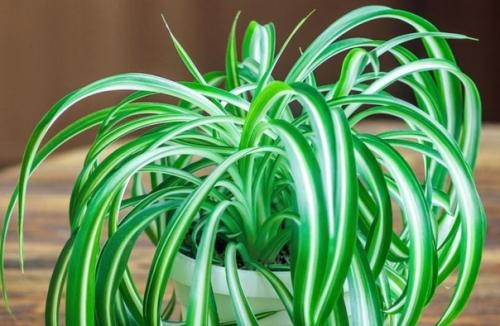 Комнатные растения - кондиционеры.