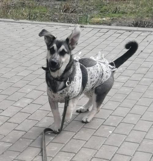 Эксклюзивный щеночек Лялечка в поисках дома! 03