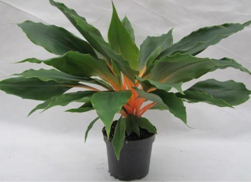 Хлорофитрум. Уход в домашних условиях. 03