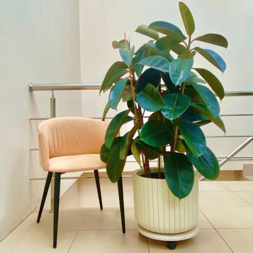 Этот неприхотливый фикус. 03 Этот неприхотливый фикус. 03