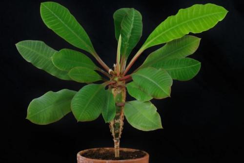 Комнатные растения - кондиционеры. 02