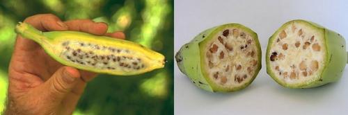 Как вырастить дома. 03