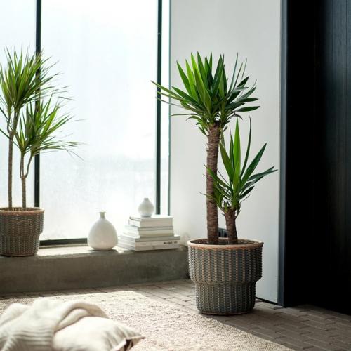 Комнатное драконовое дерево. 04