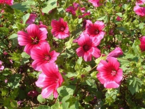 Яркие граммофончики. Из семейства Мальвовых? 06