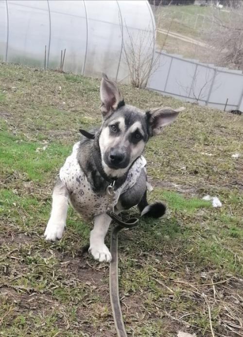 Эксклюзивный щеночек Лялечка в поисках дома! 01