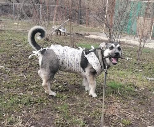 Эксклюзивный щеночек Лялечка в поисках дома! 02