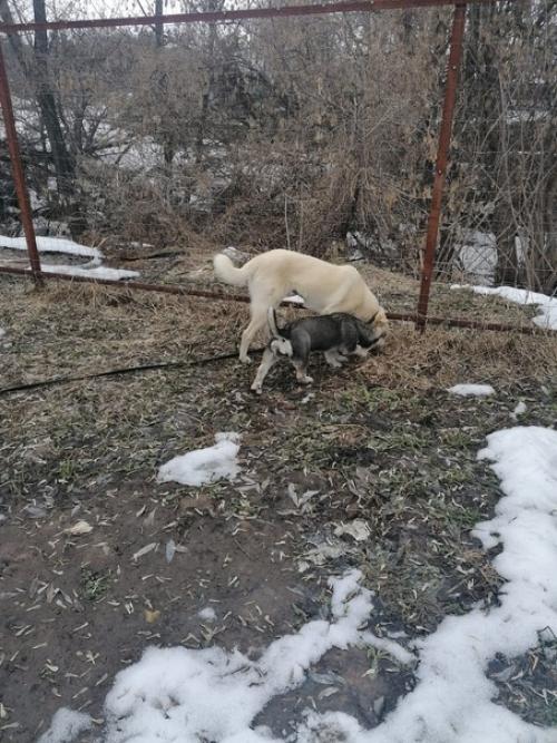 Эксклюзивный щеночек Лялечка в поисках дома! 05