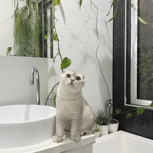 Как спроектировать и организовать интерьер, если в вашем доме живет кошка. 06