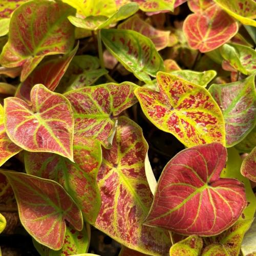 Ангельский каладиум. Эти удивительные ярко окрашенные культуры причисляют к благородным видам. 03