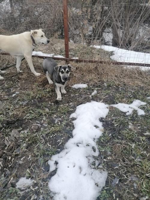 Эксклюзивный щеночек Лялечка в поисках дома! 06