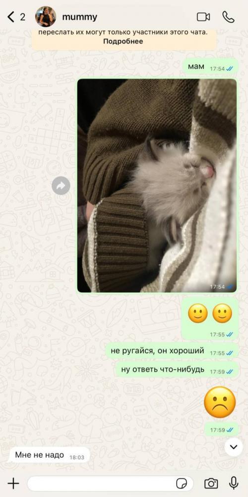 Женщина обновила интерьер кухни, подобрав краску точно под цвет глаз своего кота, хотя изначально была категорически против питомца.  