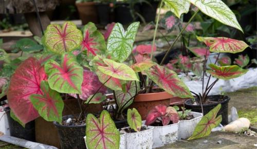 Ангельский каладиум. Эти удивительные ярко окрашенные культуры причисляют к благородным видам. 02