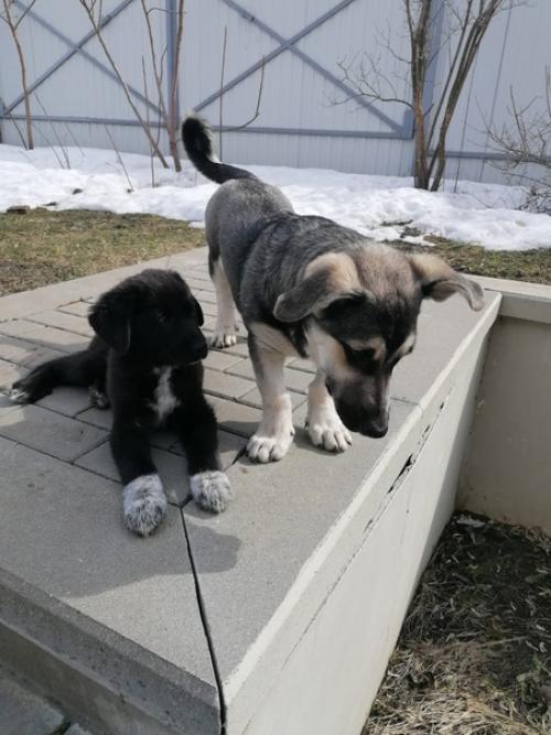 Эксклюзивный щеночек Лялечка в поисках дома! 04