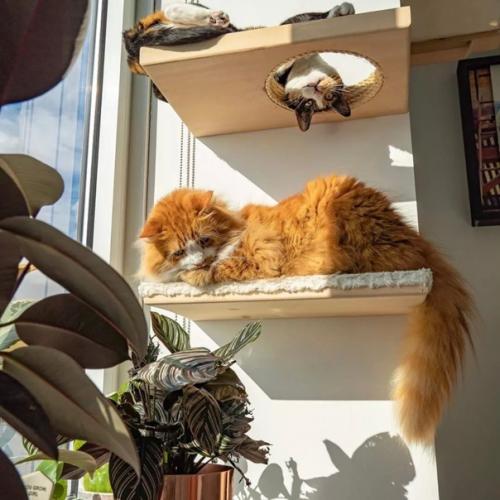 Как спроектировать и организовать интерьер, если в вашем доме живет кошка. 04