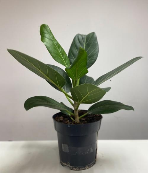 Фикус Андрей (в наличии 2 размера). 02 Фикус Андрей (в наличии 2 размера). 02