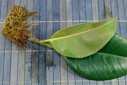 Фикус эластика - классика среди крупных комнатных растений. 07