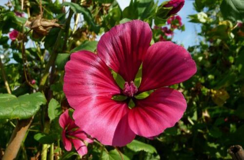 Яркие граммофончики. Из семейства Мальвовых? 03