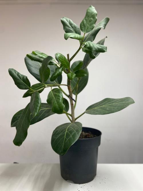 Фикус Андрей (в наличии 2 размера). 01 Фикус Андрей (в наличии 2 размера). 01