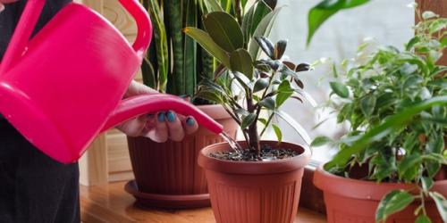 Этот неприхотливый фикус. 04 Этот неприхотливый фикус. 04