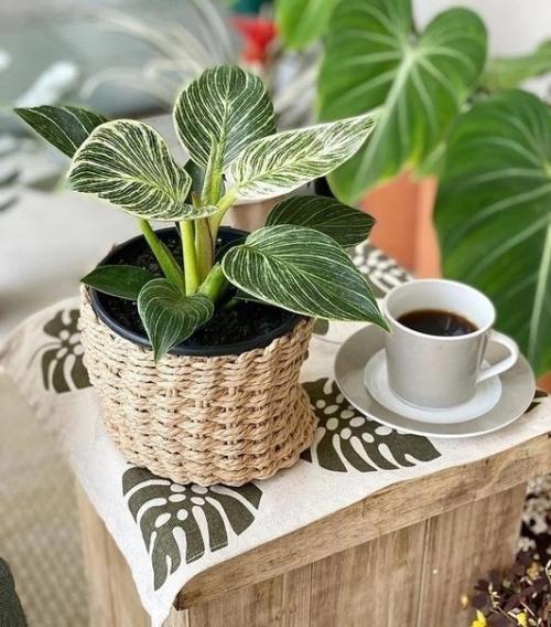 Красивые и разнообразные комнатные растения в интерьере наполняют квартиру уютом и комфортом. 02