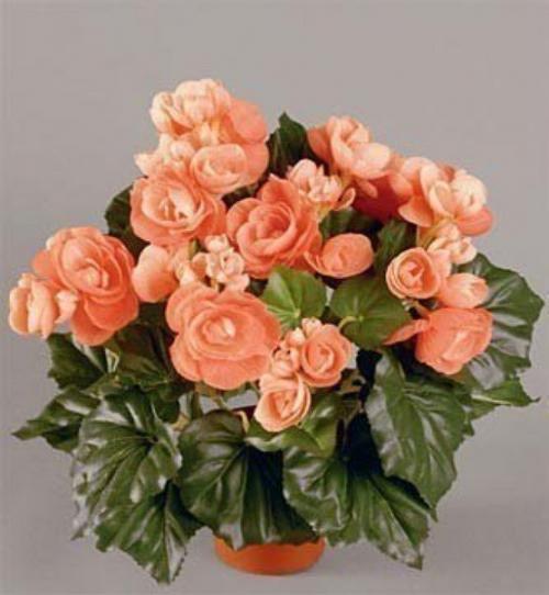 Всё о бегонии? 04