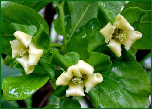 Хурма.  Немало людей занимается разведением комнатных растений. 07