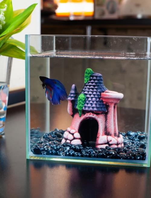 Наш новый друг семьи - Гектор, бойцовая рыбка, или сиамский петушок. 07