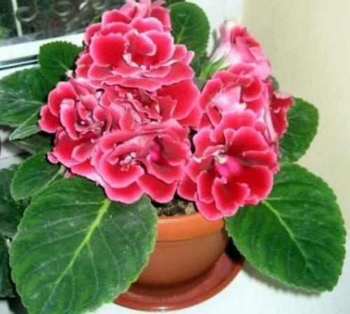 Глоксиния.  Правильный уход. 02