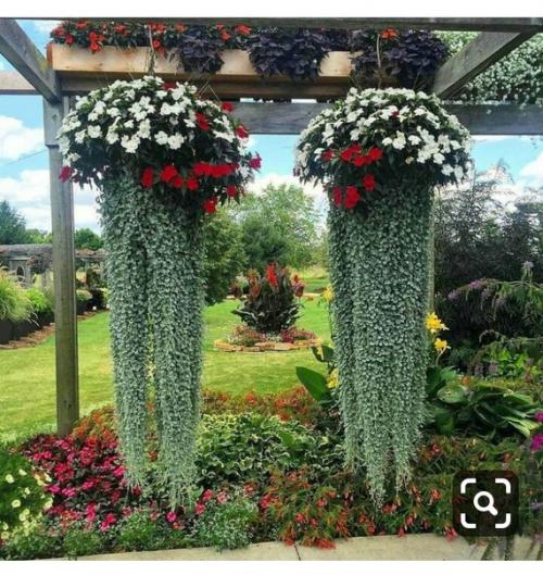 Домашние растения и цветы часто используются в качестве элементов интерьера в квартирах и домах. 09