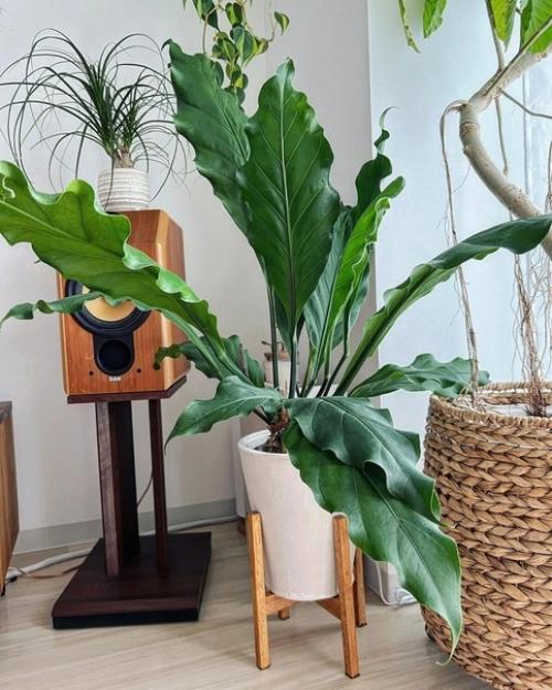 Красивые и разнообразные комнатные растения в интерьере наполняют квартиру уютом и комфортом. 01