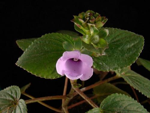 Глоксиния (Gloxinia), или синнингия (Sinningia) - многолетнее клубневое растение. 07