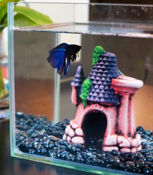 Наш новый друг семьи - Гектор, бойцовая рыбка, или сиамский петушок. 09