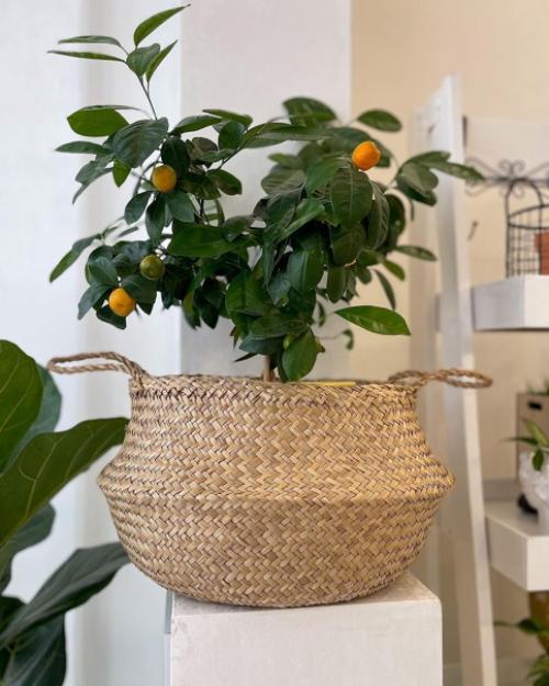 Ничто так не украшает скандинавский интерьер, как растения. 03