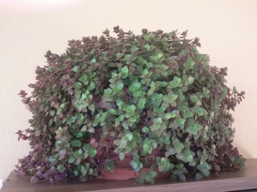 Каллизия - ампельное растение из семейства коммелиновые. 02