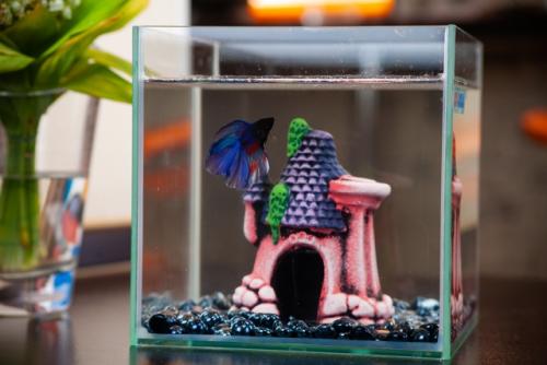 Наш новый друг семьи - Гектор, бойцовая рыбка, или сиамский петушок. 08