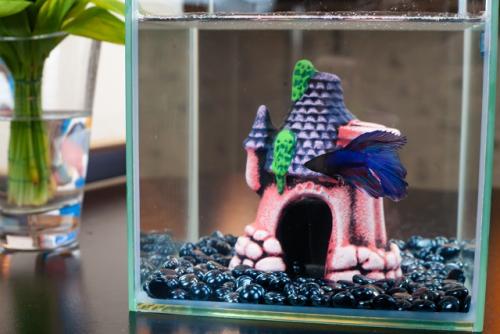 Наш новый друг семьи - Гектор, бойцовая рыбка, или сиамский петушок. 05