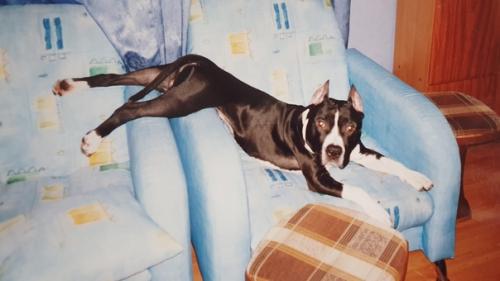 Про джокера, Агашу и бусинку (из воспоминаний собаковода - любителя. 03