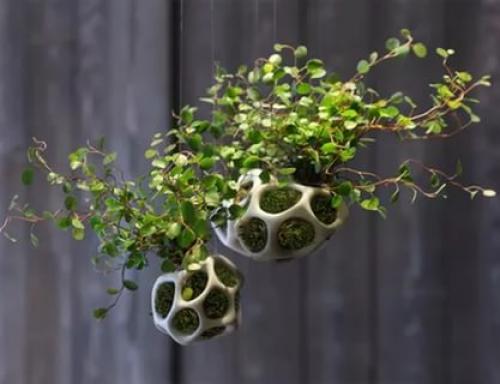 Растения для кухни? 01