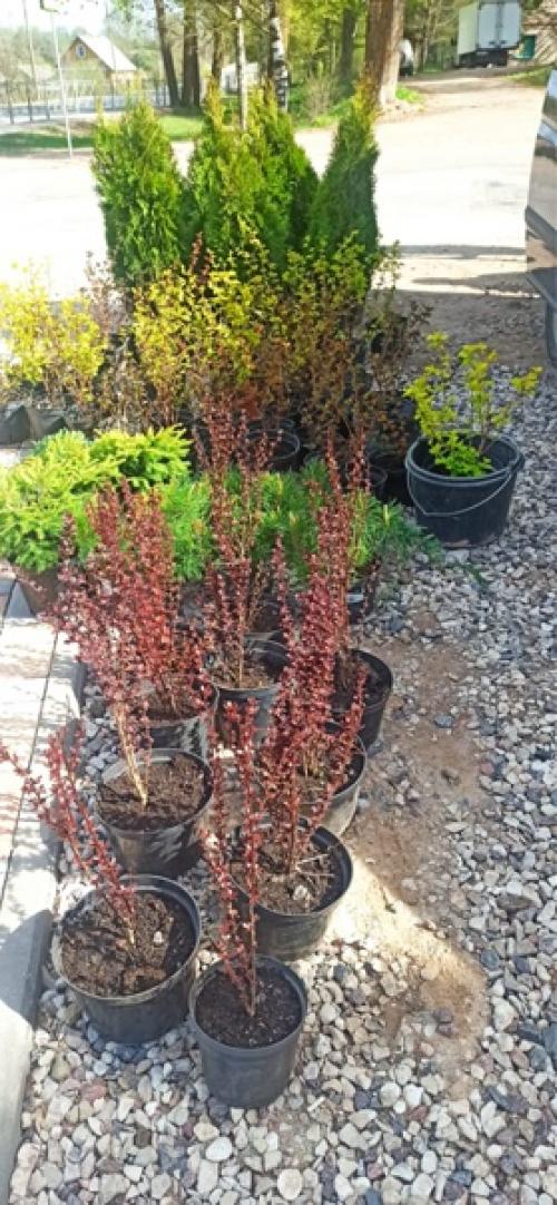 Дизайн территории вокруг кафе в локне: 05